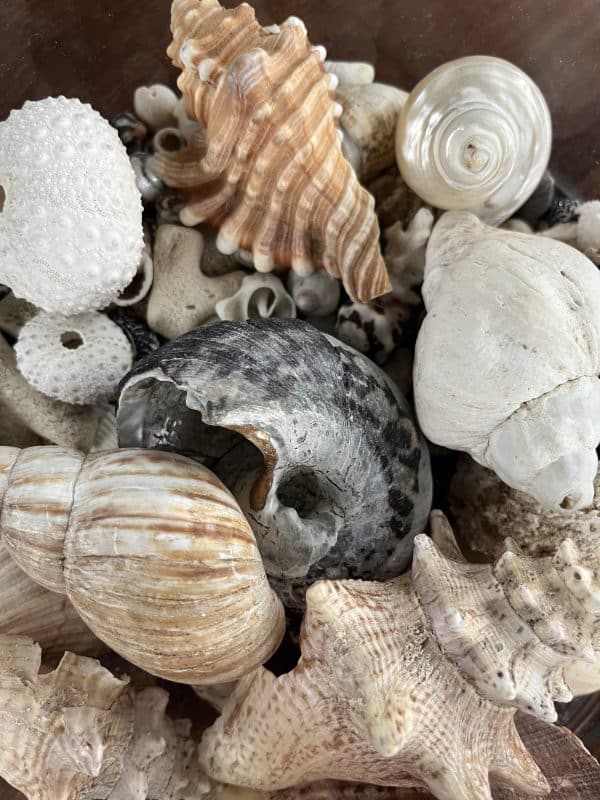 coquillages