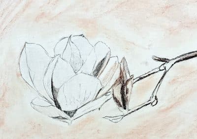 magnolia