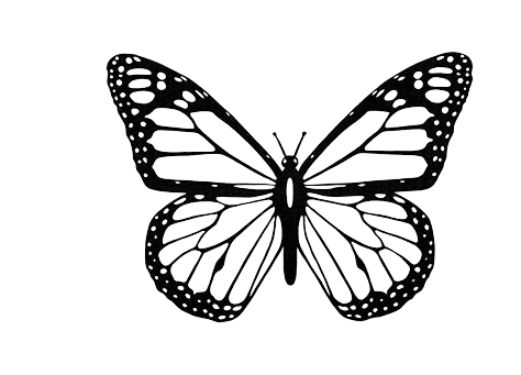 papillon métamorphose